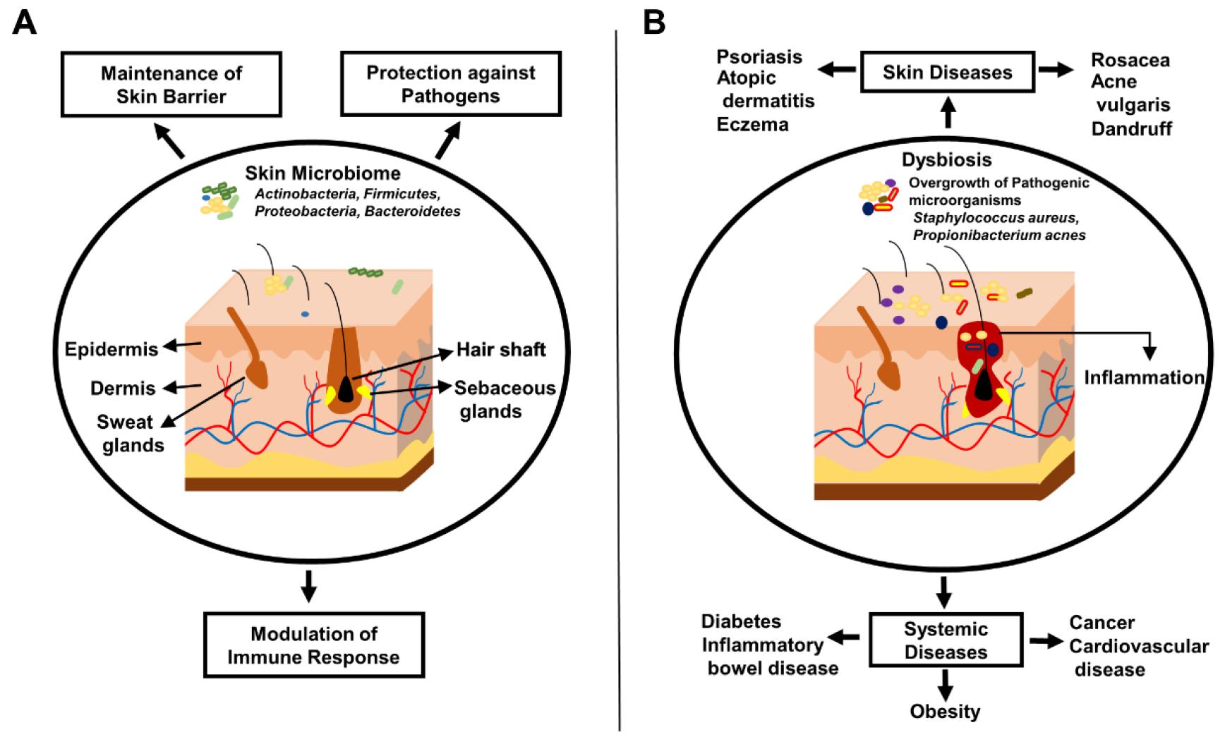 The Role of Skin Microbiome in Human Health and Diseases