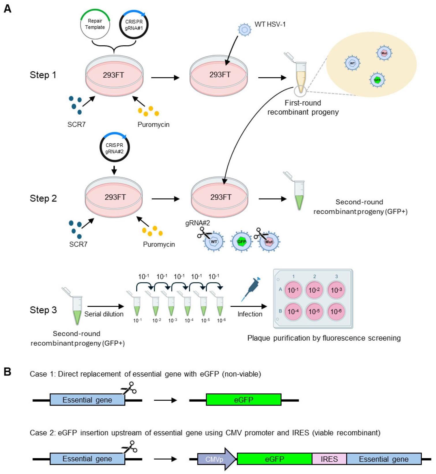 CRISPR/Cas9-Mediated Point Mutation in Essential HSV-1 Genes Using an ...