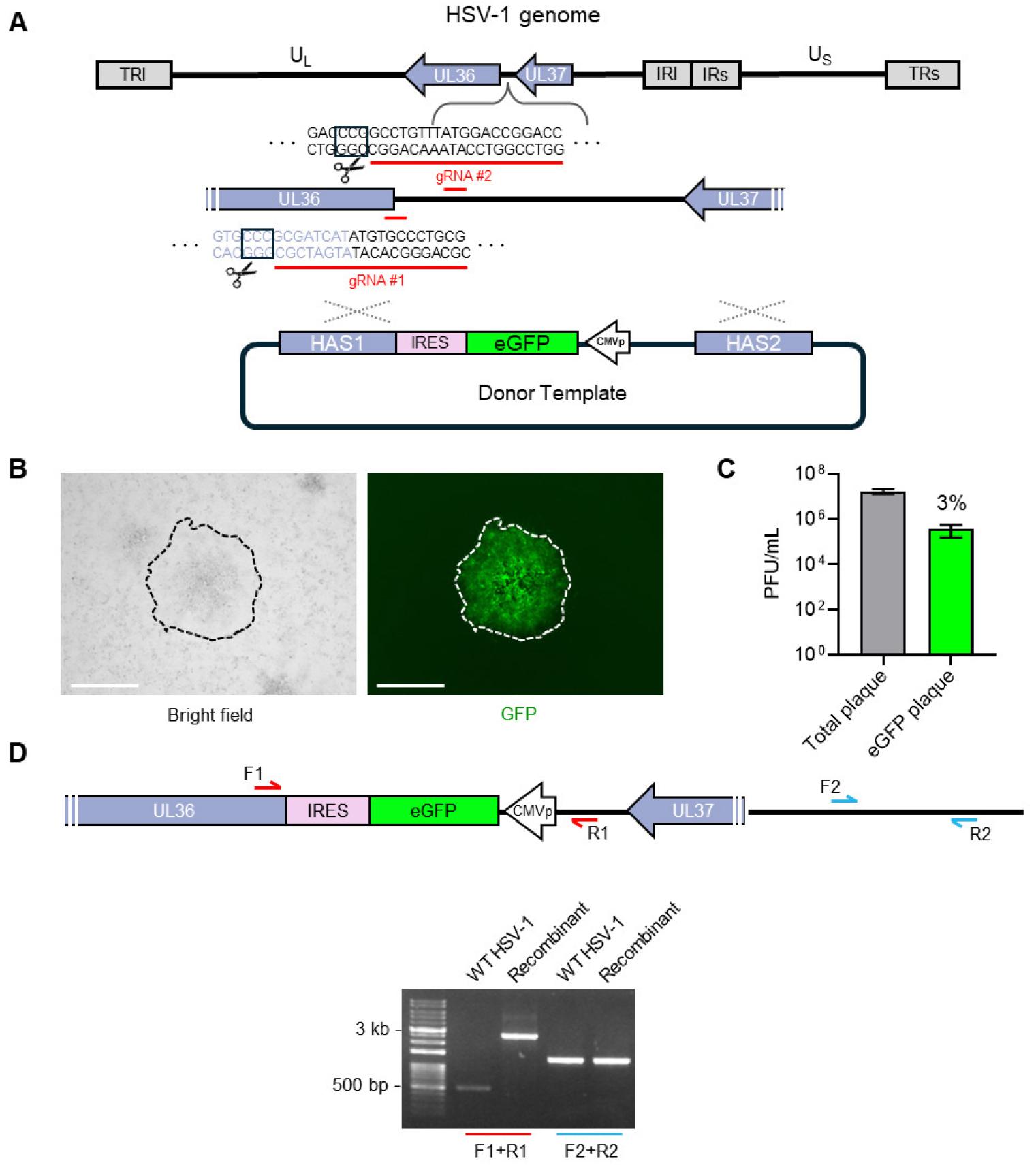 CRISPR/Cas9-Mediated Point Mutation in Essential HSV-1 Genes Using an ...