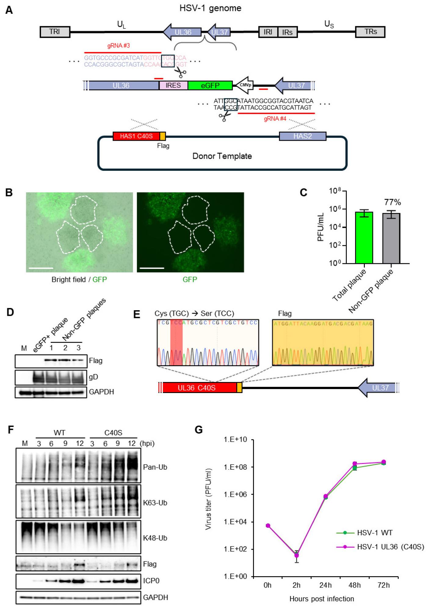 CRISPR/Cas9-Mediated Point Mutation in Essential HSV-1 Genes Using an ...