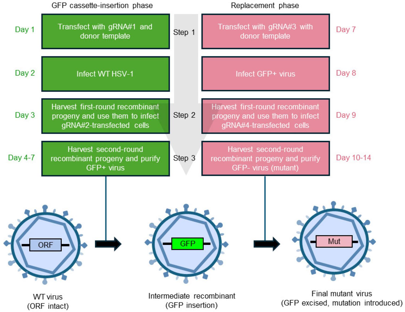 CRISPR/Cas9-Mediated Point Mutation in Essential HSV-1 Genes Using an ...